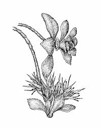 Attēlu rezultāti vaicājumam “Phedimus spurius flower”