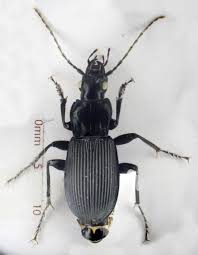 Attēlu rezultāti vaicājumam “Pterostichus niger”