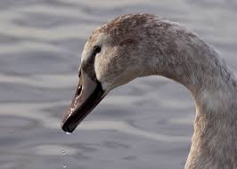 Attēlu rezultāti vaicājumam “Cygnus olor juvenile”