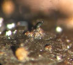 Attēlu rezultāti vaicājumam “Sordaria fimicola”