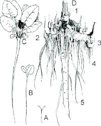 Attēlu rezultāti vaicājumam “Rumex confertus fruit”