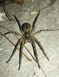 Attēlu rezultāti vaicājumam “Lycosidae”