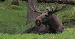 Attēlu rezultāti vaicājumam “Alces alces”