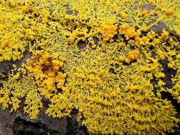 Attēlu rezultāti vaicājumam “Physarum murinum”