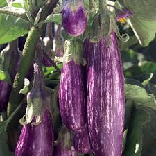 Afbeeldingsresultaat voor fengyuan purple eggplant