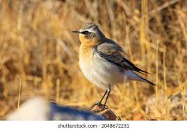 Attēlu rezultāti vaicājumam “Oenanthe oenanthe”