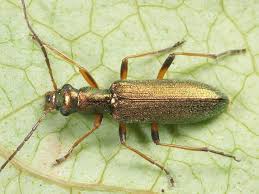 Attēlu rezultāti vaicājumam “Chrysanthia geniculata”