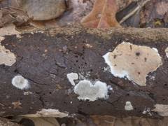 Attēlu rezultāti vaicājumam “Elmerina caryae”