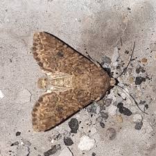 Attēlu rezultāti vaicājumam “Hadula trifolii”