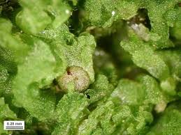 Attēlu rezultāti vaicājumam “Fossombronia foveolata sporophyte”