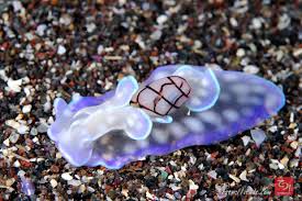 Attēlu rezultāti vaicājumam “Meloe sp. imago”