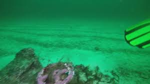 Image result for Worcester Divers Octopush Club