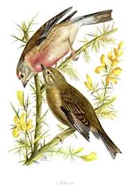 Attēlu rezultāti vaicājumam “Carduelis cannabina”