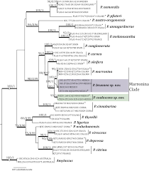 Attēlu rezultāti vaicājumam “Pachyphloeus melanoxanthus”