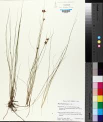 Attēlu rezultāti vaicājumam “Rhynchospora fusca”