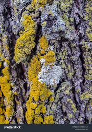 Attēlu rezultāti vaicājumam “Xanthoria candelaria”