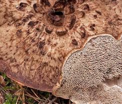 Attēlu rezultāti vaicājumam “Sarcodon imbricatum”