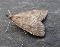 Attēlu rezultāti vaicājumam “Udea prunalis”