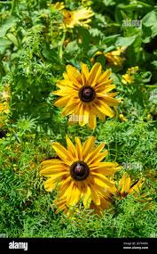 Attēlu rezultāti vaicājumam “Rudbeckia hirta var. pulcherrima flower”