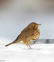 Attēlu rezultāti vaicājumam “Turdus philomelos”