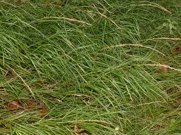 Attēlu rezultāti vaicājumam “Glyceria lithuanica”