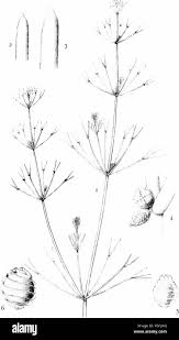 Attēlu rezultāti vaicājumam “Nitella flexilis”