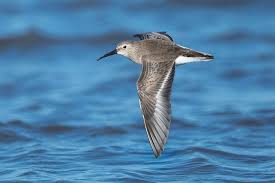 Attēlu rezultāti vaicājumam “Calidris ferruginea adult”