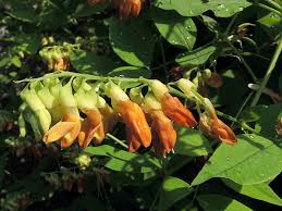 Attēlu rezultāti vaicājumam “Lathyrus laevigatus”