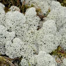 Attēlu rezultāti vaicājumam “Cladonia stellaris”