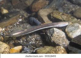 Attēlu rezultāti vaicājumam “Lampetra planeri”