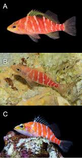 Attēlu rezultāti vaicājumam “Petractis sp.”