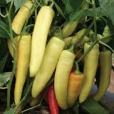 Afbeeldingsresultaat voor hungarian sweet white sweet pepper