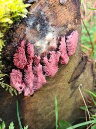 Attēlu rezultāti vaicājumam “Trichia ambigua macro”