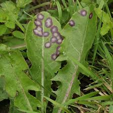 Attēlu rezultāti vaicājumam “Cystiphora sanguinea”