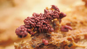 Attēlu rezultāti vaicājumam “Arcyria stipata spores”