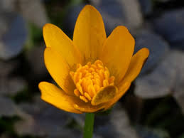 Attēlu rezultāti vaicājumam “Ficaria verna flower”