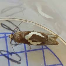 Attēlu rezultāti vaicājumam “Epiblema foenella”