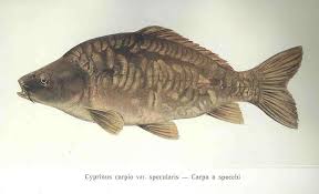 Image result for Carpiodes carpio