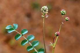 Attēlu rezultāti vaicājumam “Poterium sanguisorba flower”