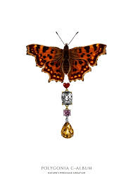 Attēlu rezultāti vaicājumam “Polygonia c-album”