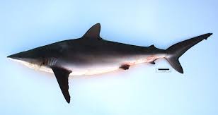Image result for Carcharhinus falciformis