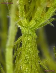 Attēlu rezultāti vaicājumam “Chara rudis”