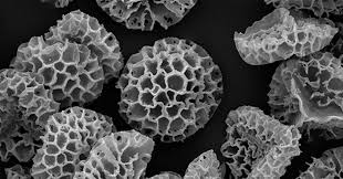 Attēlu rezultāti vaicājumam “Enteridium liceoides spores”