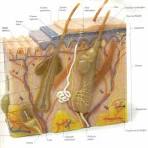 <b>SiStEmA</b>