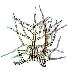 Attēlu rezultāti vaicājumam “Trichocolea tomentella sporophyte”