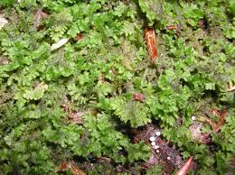 Attēlu rezultāti vaicājumam “Trichocolea tomentella sporophyte”