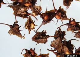 Attēlu rezultāti vaicājumam “Rumex obtusifolius fruit”