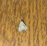 Attēlu rezultāti vaicājumam “Hypenodes humidalis”