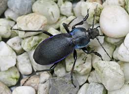 Attēlu rezultāti vaicājumam “Carabus violaceus”