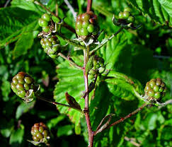 Attēlu rezultāti vaicājumam “Rubus plicatus”